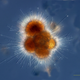 Illustration for article titled These nearly-invisible sea creatures fill the oceans with stellar beauty